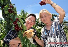 Cherry time keeps sweet despite scam attempt