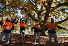 Tree-mendous effort! Mount Alexander Shire Council Parks and Gardens team members Gillian, Rob, Sandra, Matt and Adam celebrate the success of the 'Royal Oak' this week.