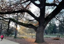 A frosty event with a warm welcome! Runners dwarfed by the Tree of the Year in the frosty early morning light. Photo: Nicki Renfrey.