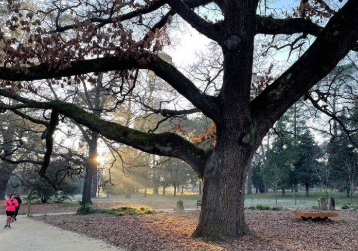 Runners dwarfed by the Tree of the Year in the frosty early morning light. Photo: Nicki Renfrey.