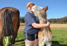 Spring sprung at Clydesdale stud