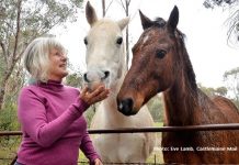 Project Hope hosts free horse event