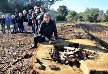 Outcry at nest hollow tree felling: residents question DELWP procedure