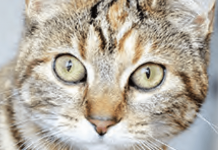 Let’s find a home for Ruffy, Mac, Milly and Misty