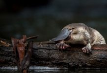 Calling citizen scientists to help gauge local platypus populations The community is asked to look out for the elusive platypus.