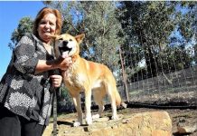 New era begins for Chewton wildlife sanctuary following ‘hard yakka’ merger