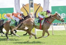 Maldon-based horse wins again