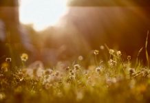 Petition against weed killer