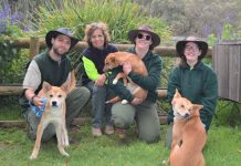 Chewton wildlife sanctuary opens its gates Head keeper Rowan Mordy, owner of the sanctuary, Tehree Gordon and wildlife keepers Bree Grant and Paris Allaway with three of the 150 dingos who reside at Jirrahlinga.