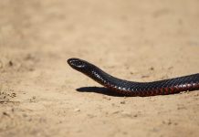 Snake sightings on the rise Red Bellied Blake Snake. Photo: Adrian Martins.
