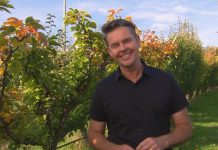 Harcourt in the spotlight