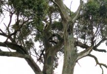 Online mapping project for local tree-lovers