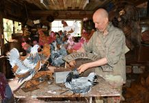 A visual feast at Shades of Gray