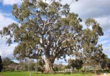 Guildford’s ‘Big Tree’ shortlisted for Tree of the Year