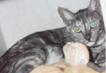 Kittens putting pressure on animal shelters