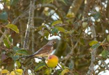 Illegal fruit netting causes rapid rise in wildlife harm