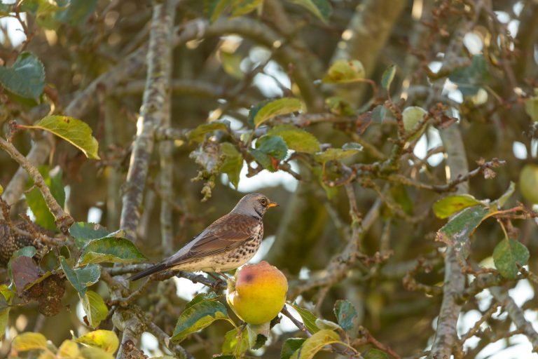 Illegal fruit netting causes rapid rise in wildlife harm