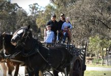Future uncertain for Sandy Creek Clydesdales