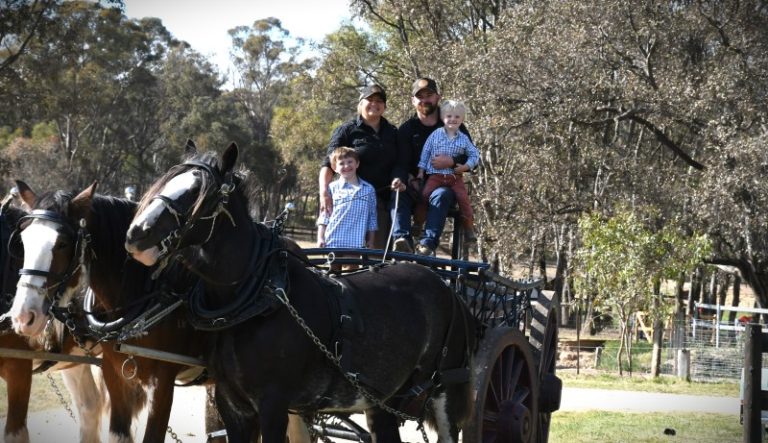 Future uncertain for Sandy Creek Clydesdales