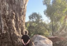 Iconic ‘Big Tree’ loses large limb