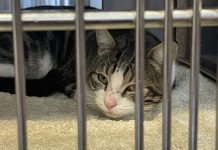 A humane alternative