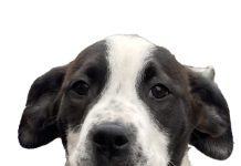 Let’s find a home: Dog surrenders on the increase