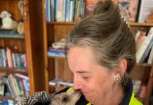 Health service cares for Kangaroos