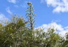 My Castlemaine with Marieanne Heard (Part 2)