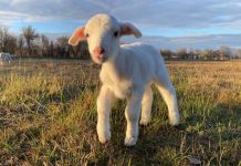 Photo comp celebrates farming