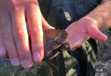 Exciting wetland survey and conservation effort
