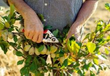 Learn the art of pruning