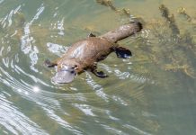 New track, new name Watjarang Baring – Platypus Track