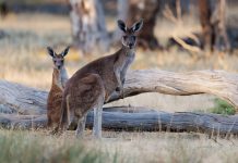 Free wildlife seminar