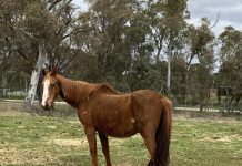 Alleged animal cruelty reported to RSPCA