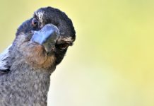 Look up! Swooping season is here