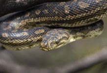 Slither into snake season