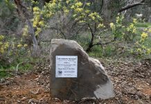Monster gold nugget discovered near Fryerstown….