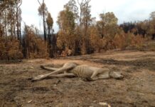SUPPORTING FIRE AFFECTED WILDLIFE- a callout to Mount Alexander Residents