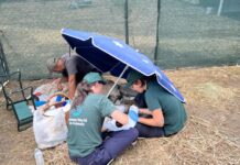 Red Box respond to wildlife emergency