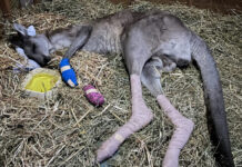 Art Auction to support our wildlife