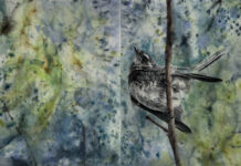 Jane Rusden, Grey Fantail, Wingan Inlet, 2026, charcoal, pencil and watercolour on paper, 910 x 126 cm.