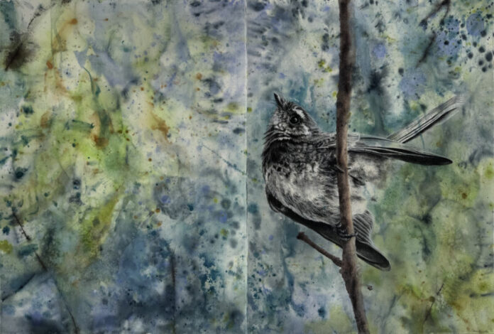 Jane Rusden, Grey Fantail, Wingan Inlet, 2026, charcoal, pencil and watercolour on paper, 910 x 126 cm.