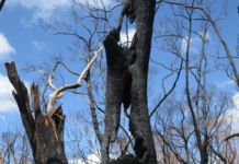 Katherine Sepping's personal new film Harcourt Fires will be among the incredible local works to feature in this year's event.
