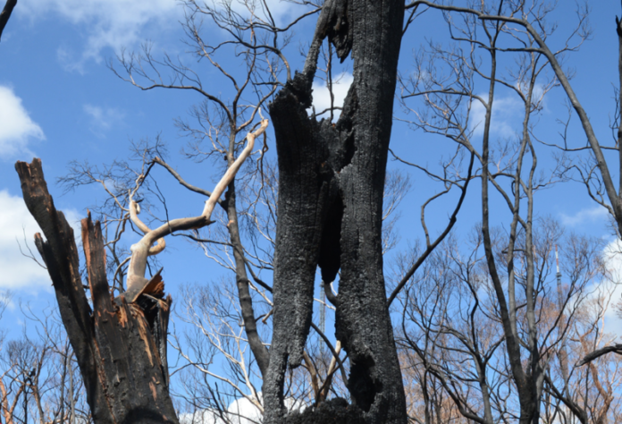 Katherine Sepping's personal new film Harcourt Fires will be among the incredible local works to feature in this year's event.