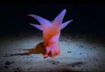 How deep is your love (pictured) will be shown as part of this year's Castlemaine Documentary Festival. This film follows biologists as they explore the deep sea, racing to collect and name the undiscovered species of the last wilderness on earth.