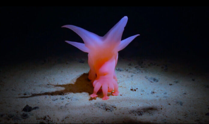 How deep is your love (pictured) will be shown as part of this year's Castlemaine Documentary Festival. This film follows biologists as they explore the deep sea, racing to collect and name the undiscovered species of the last wilderness on earth.