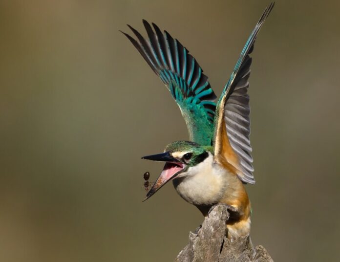 The new Members Gallery showcases beautiful images such as this stunning photograph by Patrick Kavanagh.