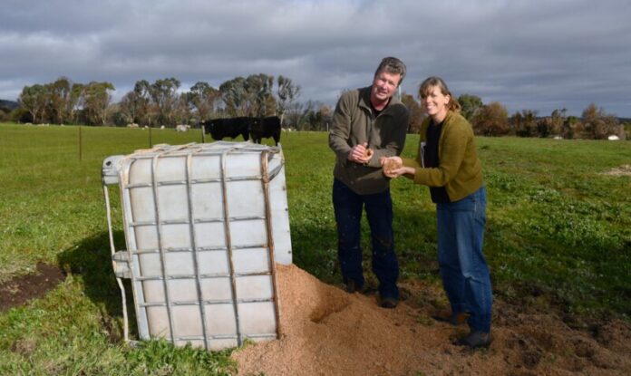 Local farmer and member of the coalition, Jarrod Coote, and Mount Alexander Organics Partnership spokesperson, Mikaela Beckley, examining the cows' feed of spent brewery grain sourced from Love Shack. Photo: Jade Jungwirth