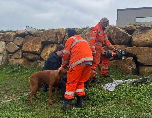 Castlemaine SES members used the jaws of life to rescue the grateful pooch.
