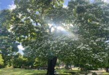 Two local icons in the running for state title The exceptional Indian Bean Tree in Castlemaine Botanical Gardens is one of two local trees shortlisted.